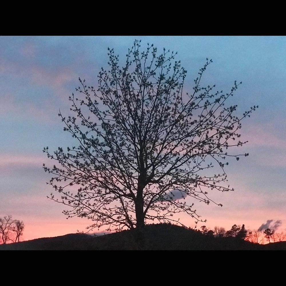 Meet your Posher, Shelley